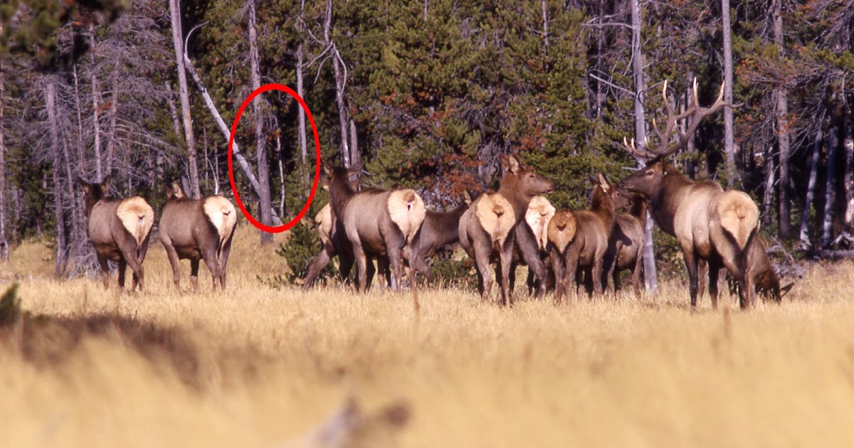 elk fucking elk fucking