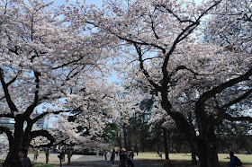 Cherry Blossom season at Shinjuku Gyoen Tokyo Japan