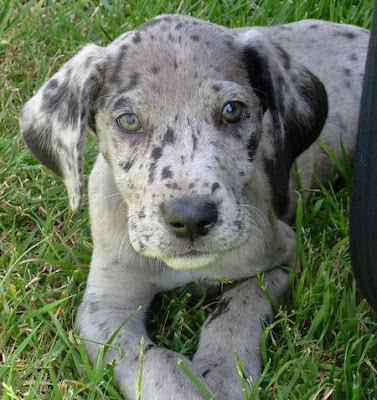 Great Dane Puppy Best Pictures | Puppy Photos Collection