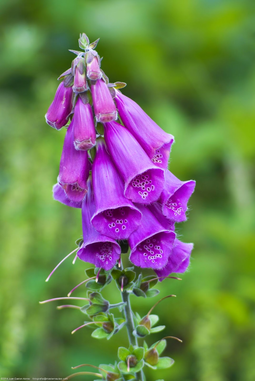 Turismo Abaurrea La Digitalis Purpurea