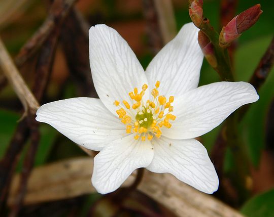 Zawilec gajowy (Anemone nemorosa L.). Zawilec gajowy (Anemone nemorosa L.).