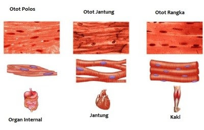 Perbedaan otot polos jantung lurik