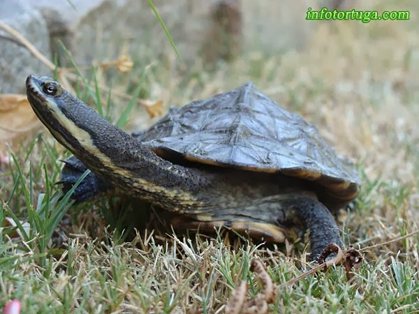 Hydromedusa tectifera - Tortuga cuello de serpiente sudamericana Hydromedusa tectifera - Tortuga cuello de serpiente sudamericana