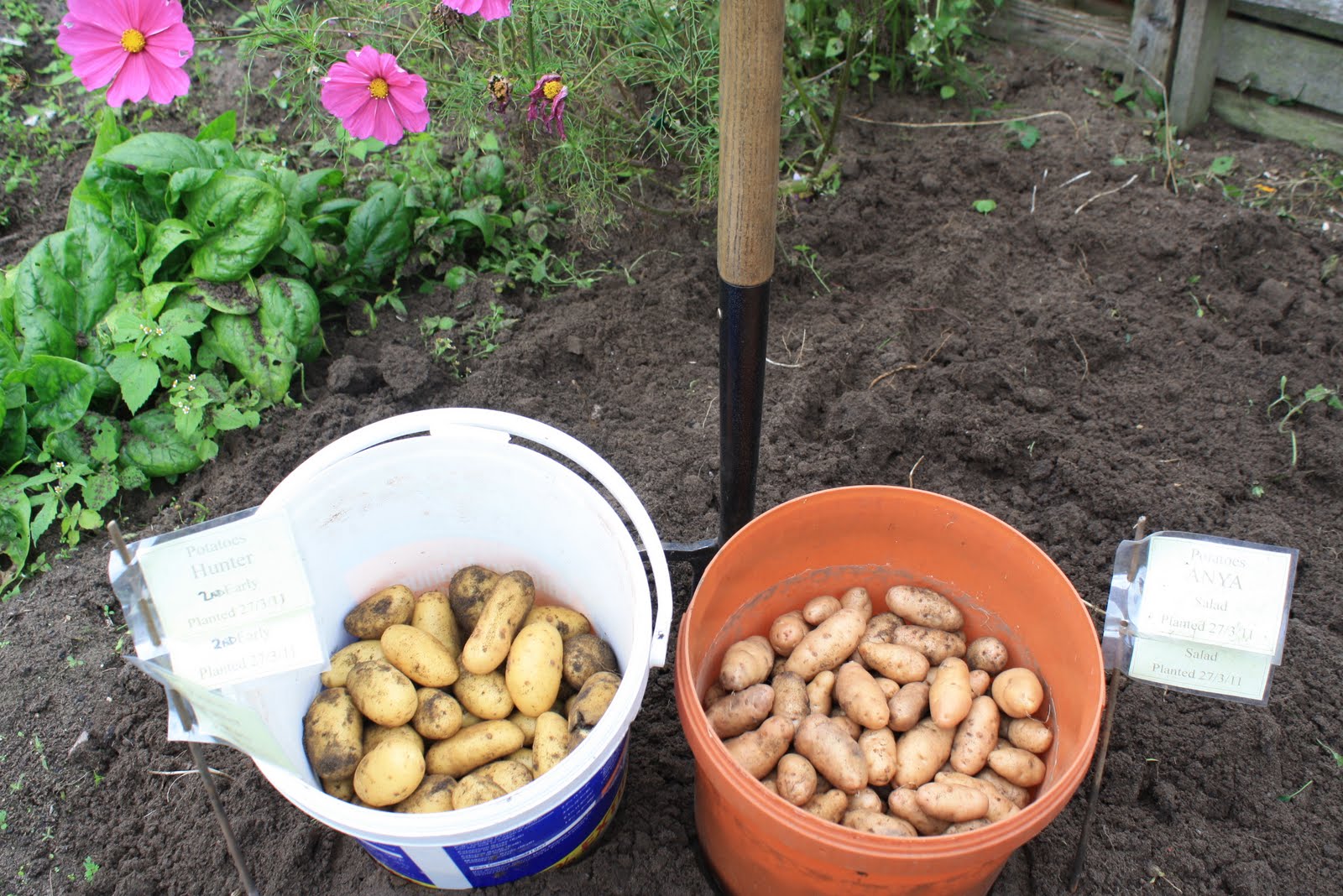 Allotment 65 Potatoes dug up and Garlic planted
