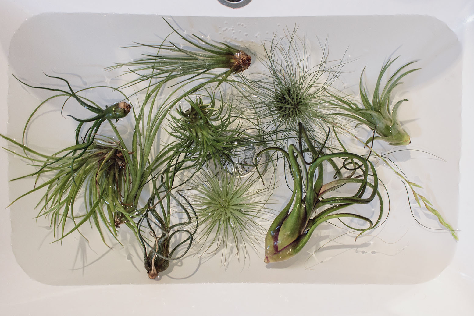 air plants air plants