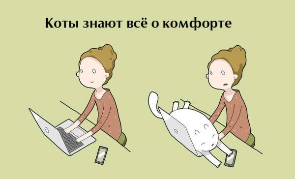 Бонусы для владельцев котов