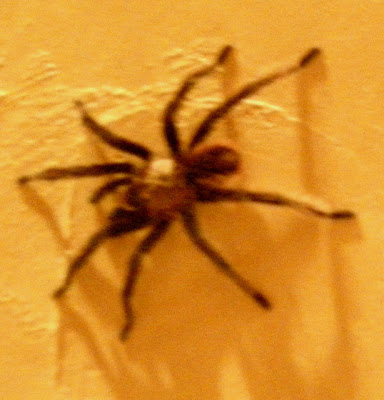 Big hairy Honduran spider