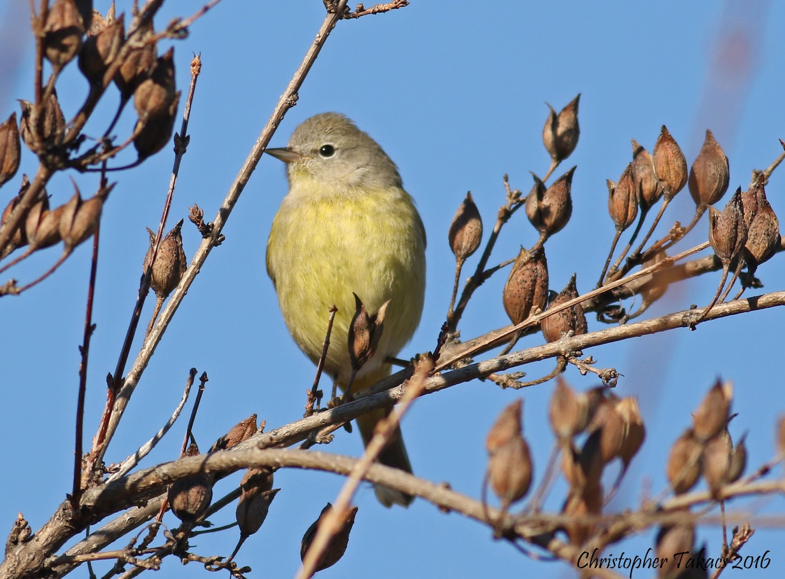 Birding Bergen County NJ
