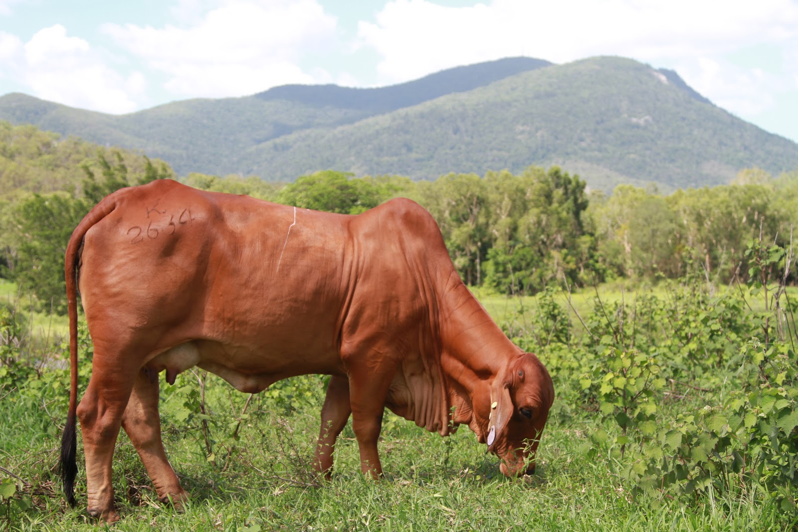 Lindley Park Brahmans