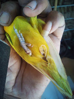 Burung Lovebird - Penyakit Cacingan yang Menyerang Burung Lovebird  dan Cara Penangannannya - Penangkaran Burung Lovebird