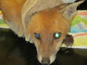 Injured fox