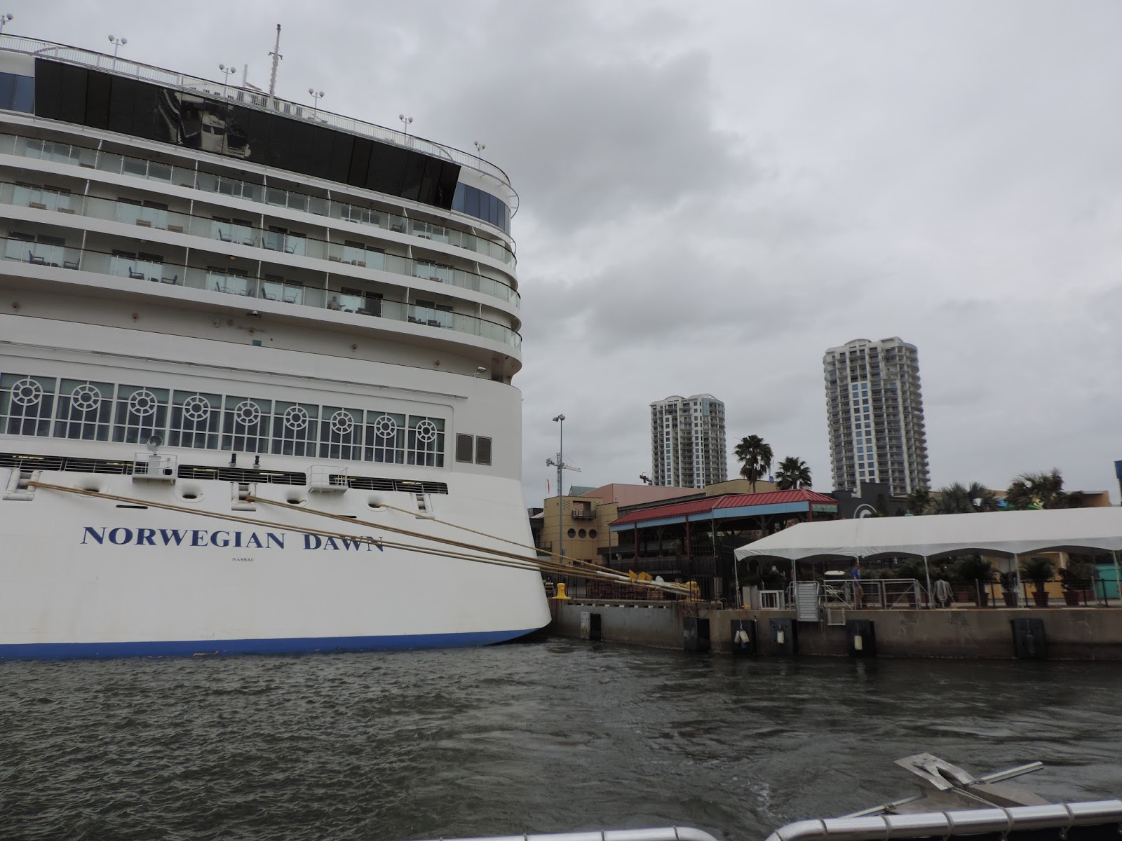 Mail4Rosey We Took a Wild Dolphin Cruise in Tampa Bay!