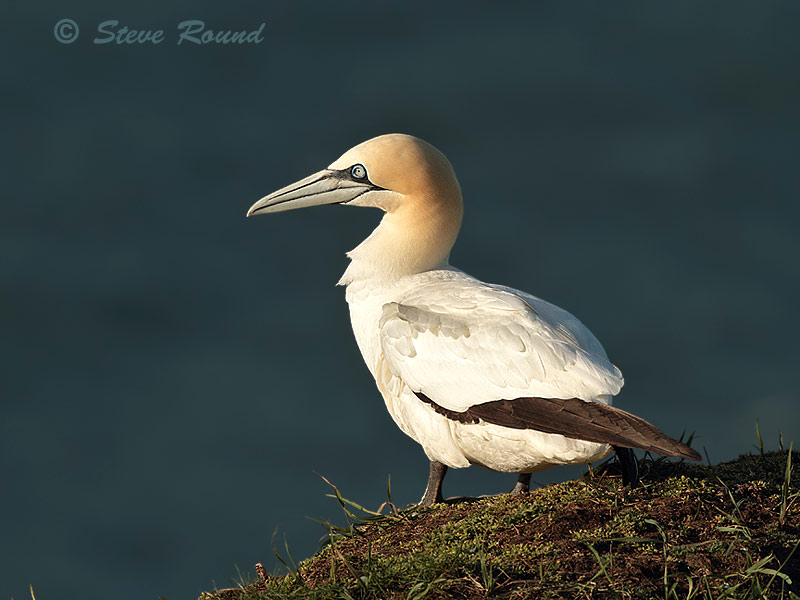 gannet, seabird, bird, wildlife, nature