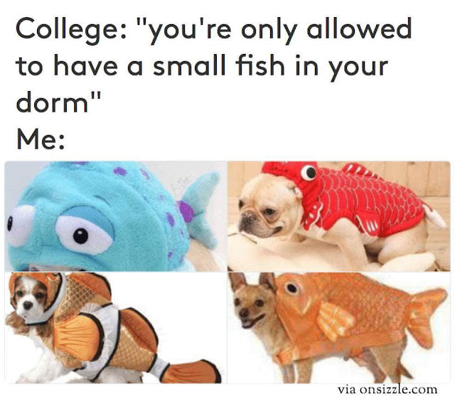 When you're only allowed to have a small fish in your dorm but you want a dog