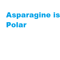Asparagine is Polar Asparagine is Polar