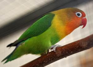 Kabar Terbaru Mengenal Ciri Ciri Lovebird Josan Ijo Standar Dan