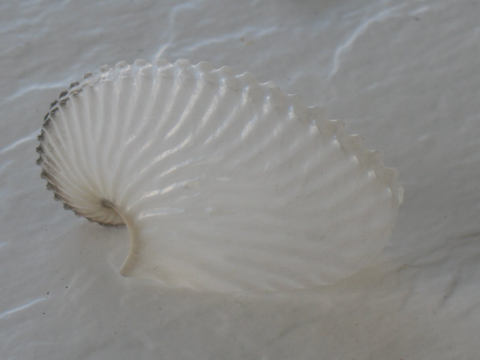 T and E Family Blog: Rare Paper Nautilus Shell