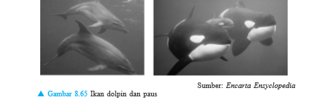 Ordo Cetacea Our Akuntansi