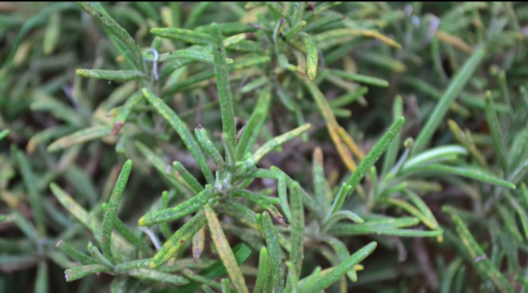 3 best DIY eyelash and eyebrow growth serum