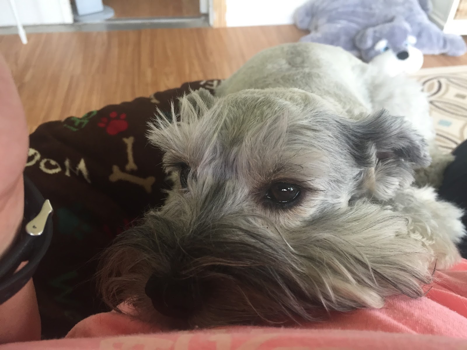 My Schnauzer Addiction 8 Signs You Have an Aggressive Puppy (2/6/17
