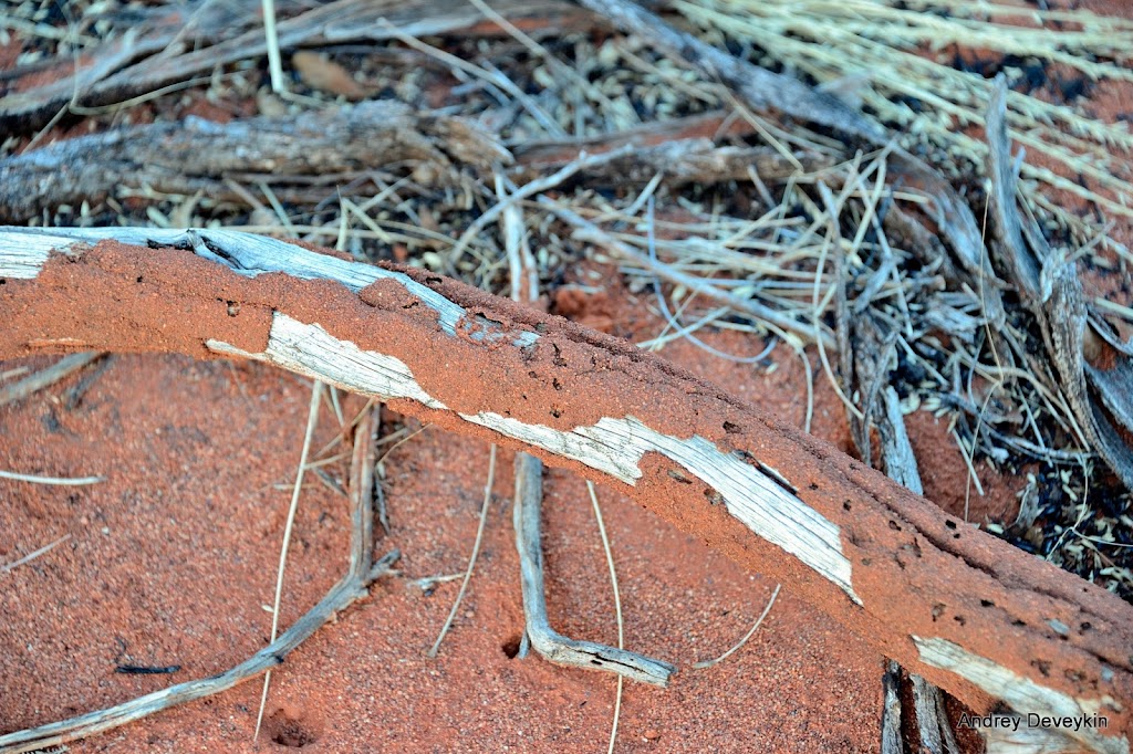 Термиты (Termite)