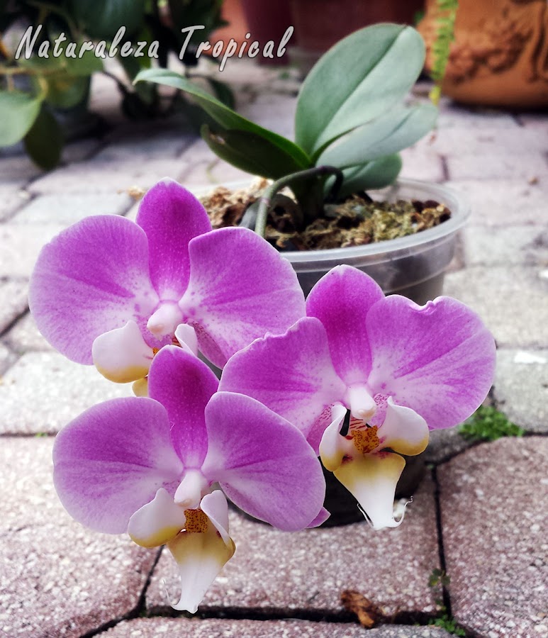 Variedad rosada de la flor de una orquídea Mariposa, género Phalaenopsis
