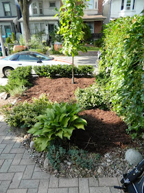 Leslieville garden cleanup front yard after Paul Jung Gardening Services Toronto