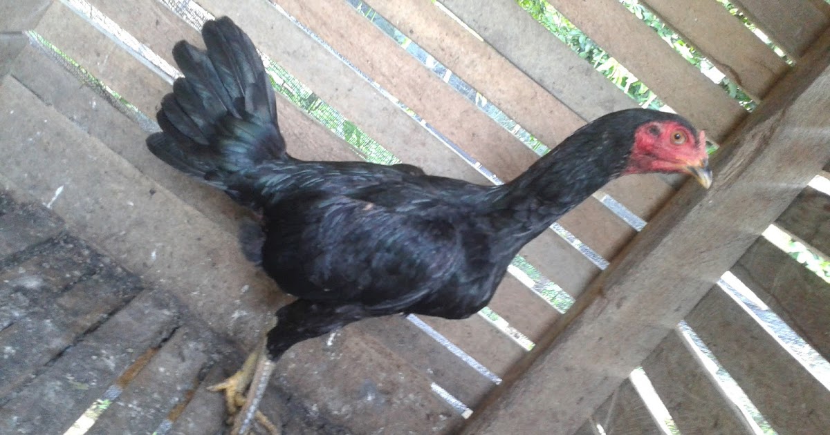 ayam sabung sabah betina pama style.pondan line