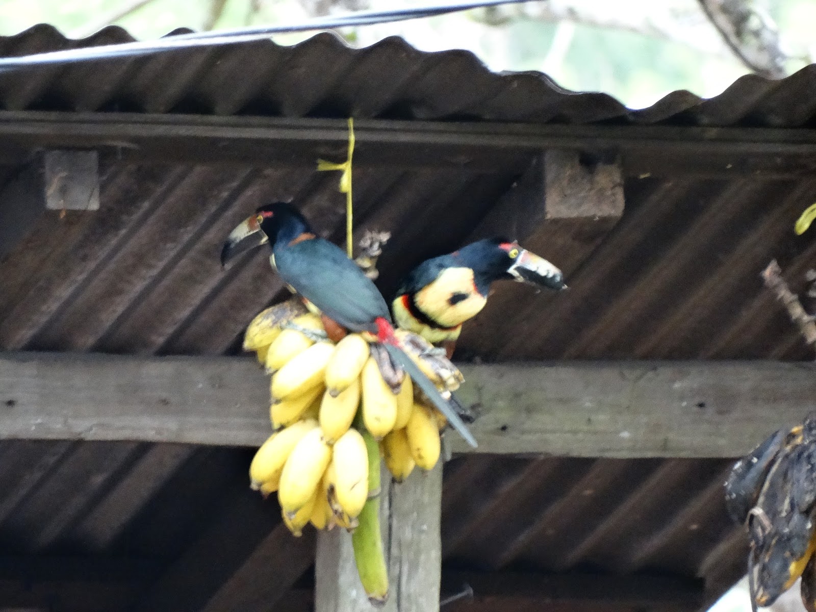 EL CARAO, Jardín Botánico y Refugio de Vida Silvestre Plátano hembra