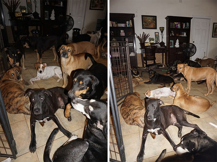 Woman Has Sheltered 97 Stray Dogs In Her House In The Bahamas To Protect Them From The Category 5 Storm
