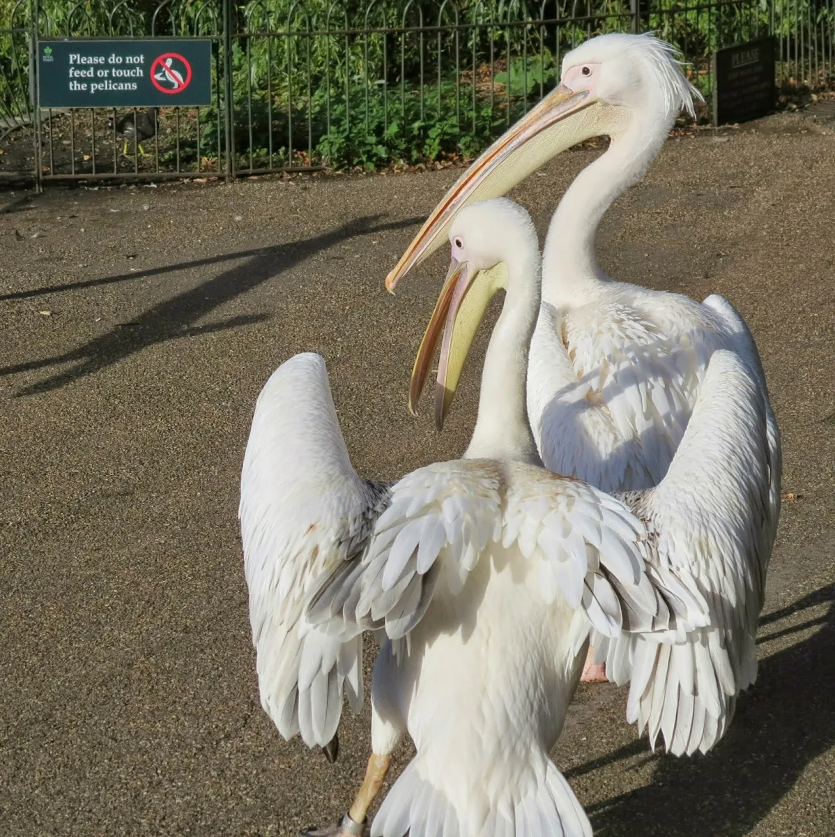 St. James Park Pelicans