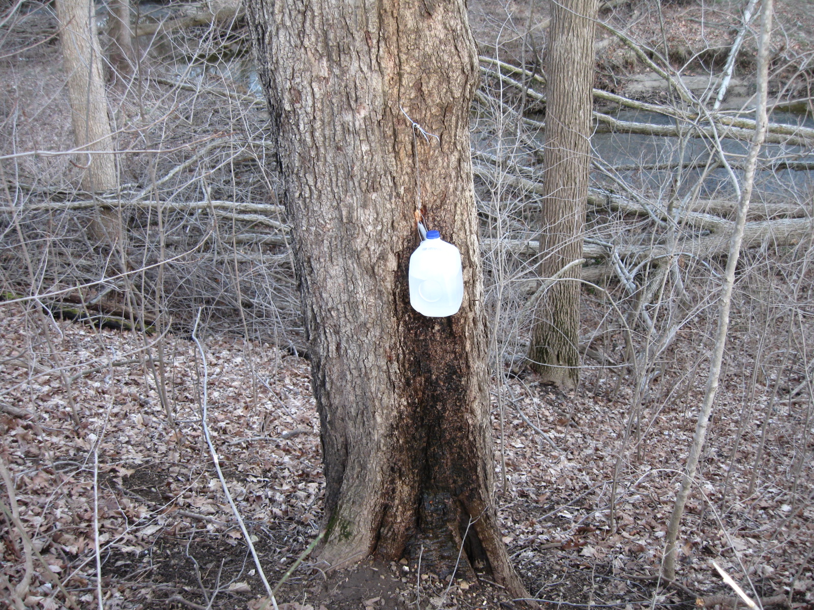 Make Your Own Bricks Maple syrup and barn progress.