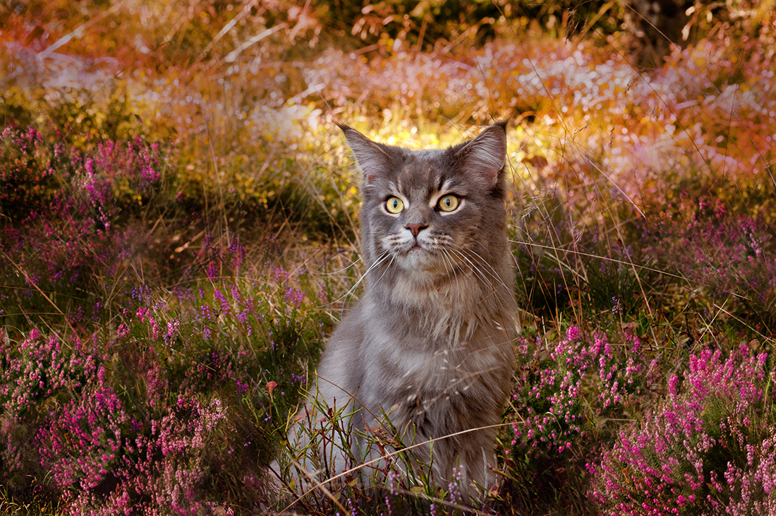 Европейская короткошерстная кошка. Первые фотографии котов. Полосатый котенок. Влюбленные котики. Котенку 1 годик.