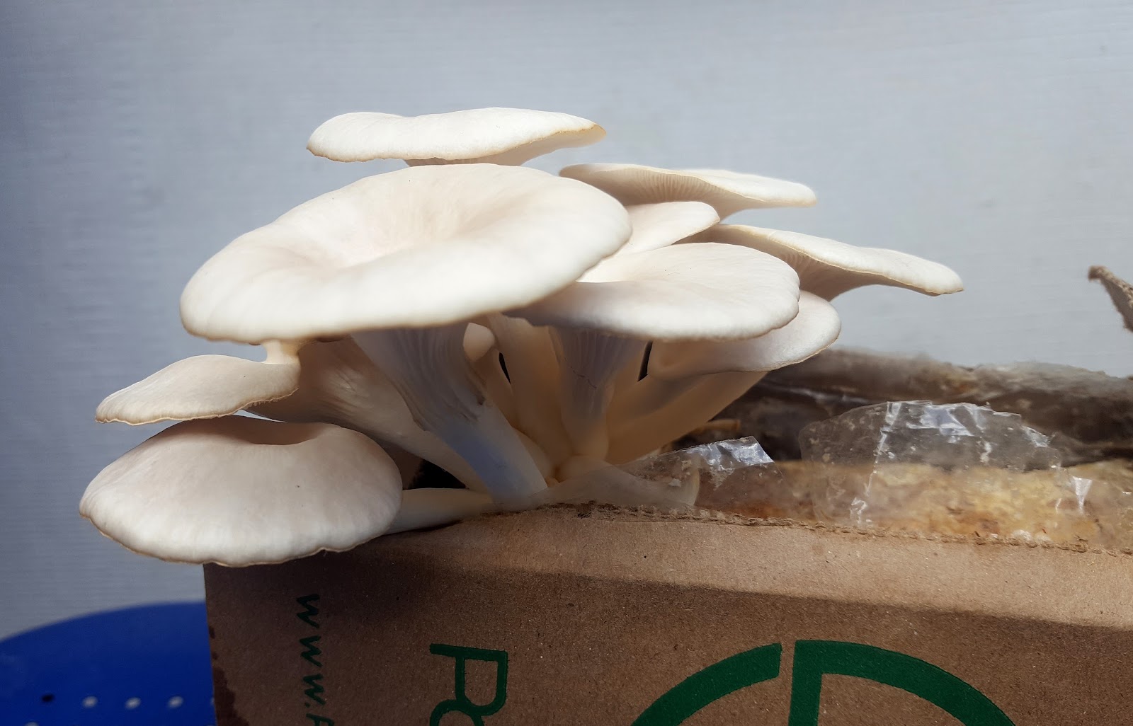 Sand Under My Feet Grow Your Own Gourmet Mushrooms with