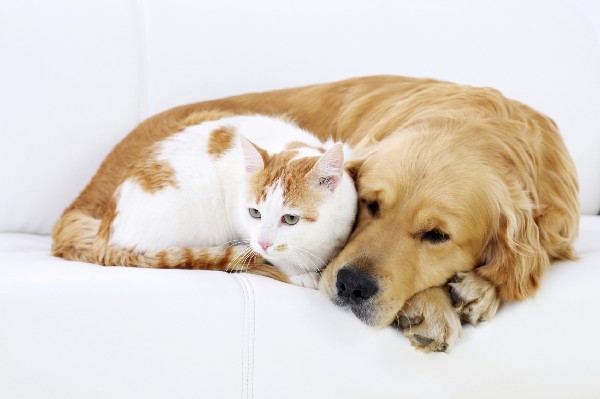 Gatos E Cães Podem Viver Juntos