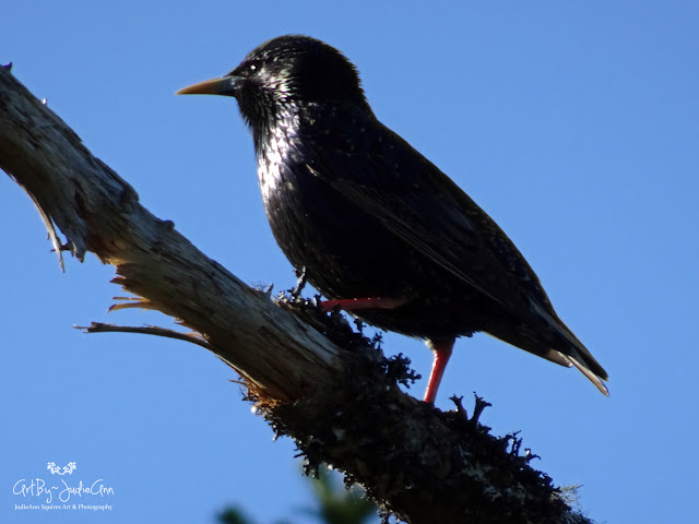 Starling Bird Photo