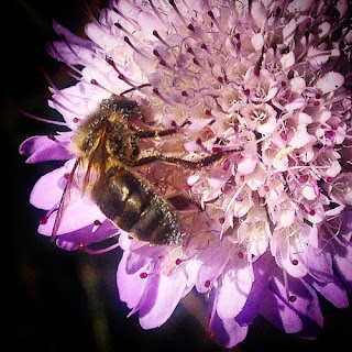 Abejas - Diario de un Observador - Chico Sánchez Entonces me pregunto: ¿Porqué en lugar de envenenar la ciudad no llenamos las ciudades de flores?¿Porqué no enseñamos a las personas a convivir con las abejas, a comprenderlas y que no les tengan miedo?¿ Porqué no mostrar a la gente lo importantes que son las abejas y que lo que comen se produce gracias a la polinización?.