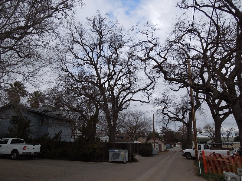 Where to See Photogenic Oak Trees in Paso Robles, California 