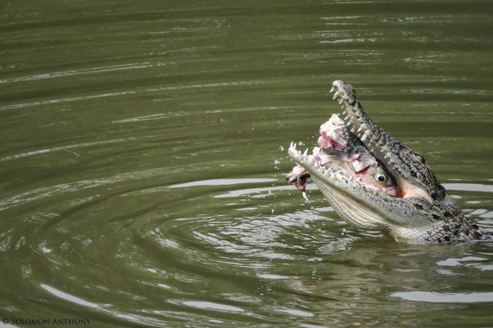 Go Wild Now! What a load of Croc!
