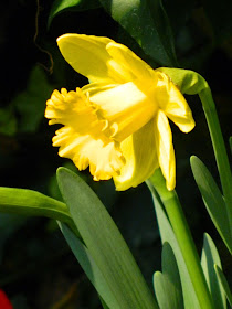 Centennial Park Conservatory 2015 Spring Flower Show yellow daffodil by garden muses-not another Toronto gardening blog