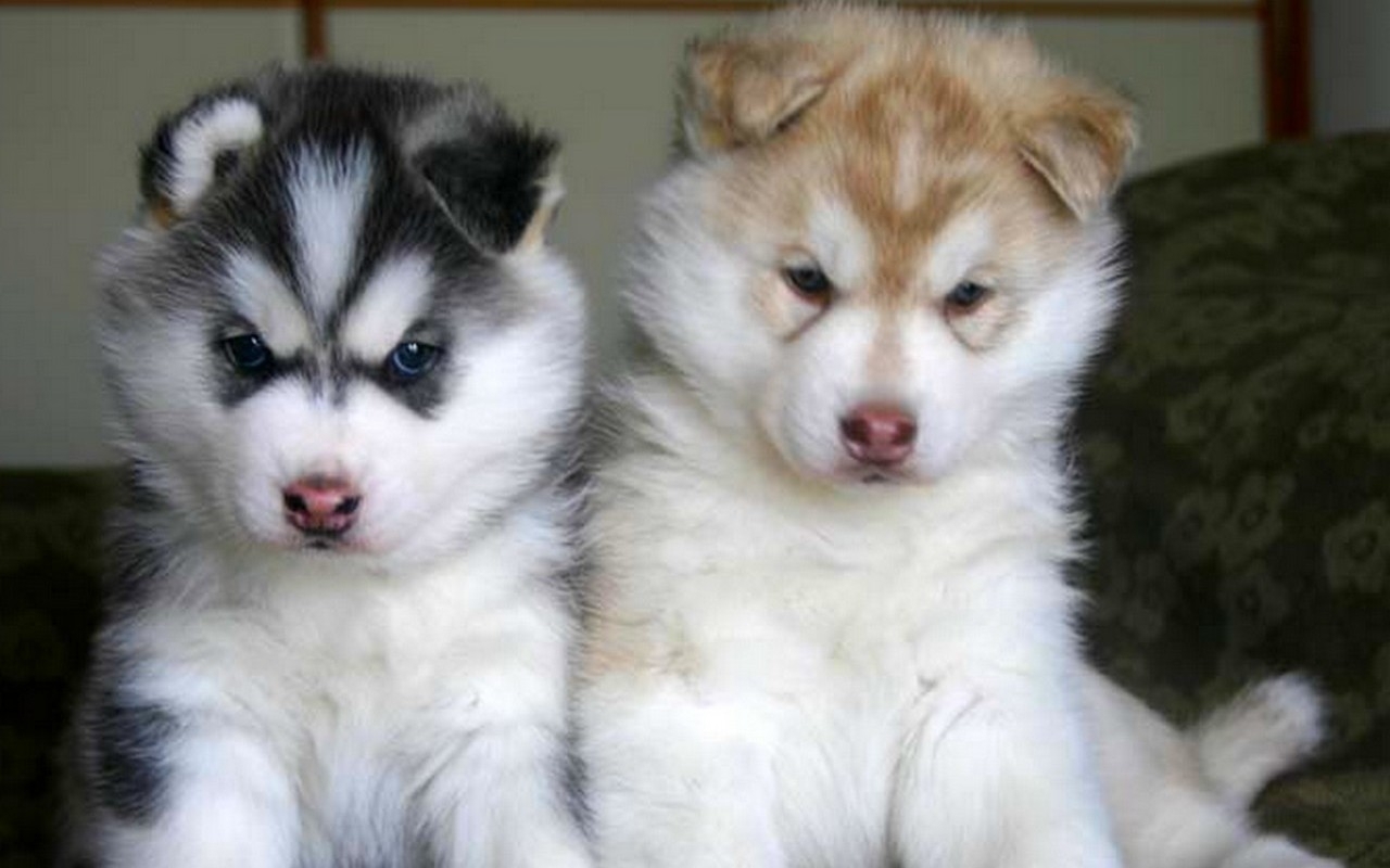 Cute Puppy Dogs Brown siberian husky puppies