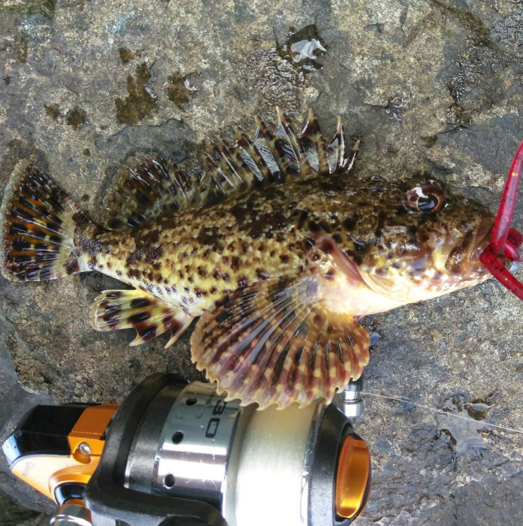 Mission Bay Fishing Trip Red Crab Lure Worked! Hunting the River King