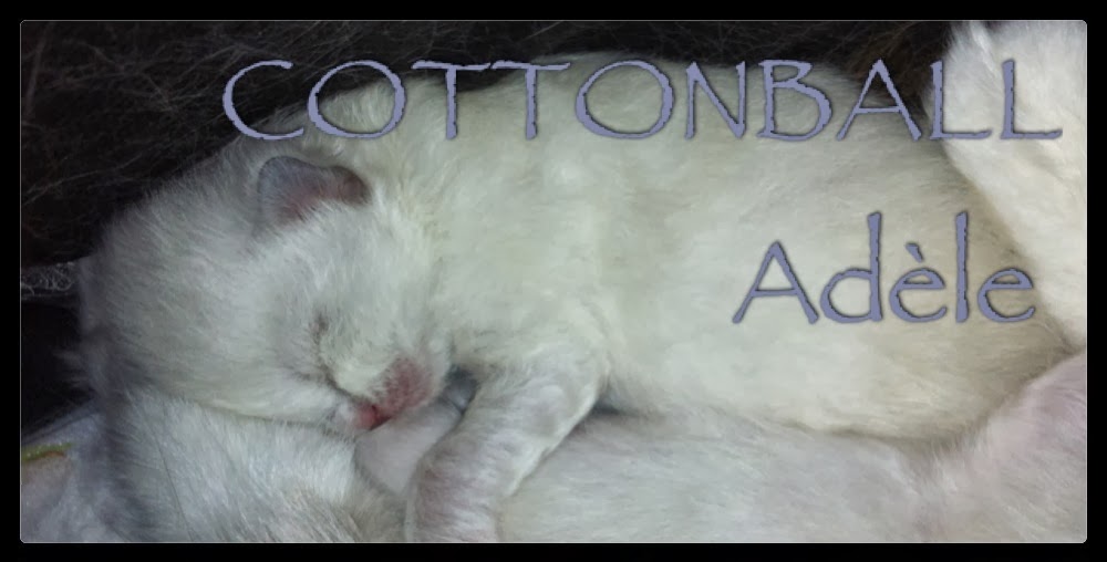 Hembra ragdoll blue mitted o bicolor