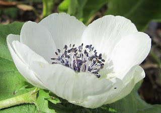 bunga anemone putih bunga anemone putih