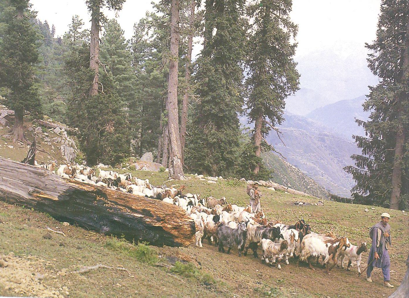 Salman Rashid: Musa ka Musalla