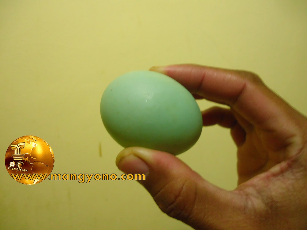 Cara memasak telur bebek menggunakan tanah
