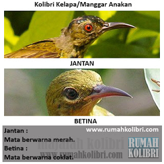 cara membedakan jantan betina kolibri manggar