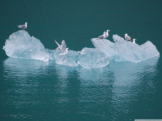 seagulls on an iceberg wallpaper seagulls on an iceberg wallpaper