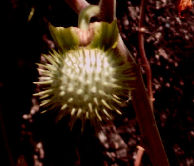 "Datura Seedpod, a prickly ball like shpe."