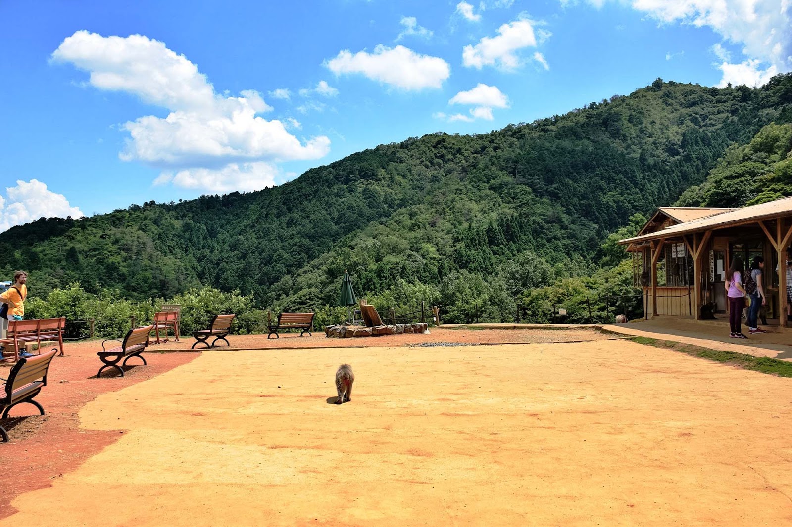 iwatayama monkey park